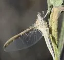 Callibaetis montanus - photo 3