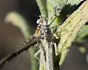 Callibaetis montanus - photo 4