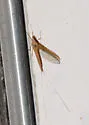 Callibaetis montanus - photo 5