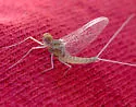 Callibaetis pallidus