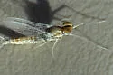 Callibaetis pallidus - photo 2