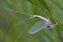 Callibaetis pallidus - photo 3