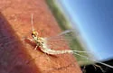 Callibaetis pallidus - photo 4