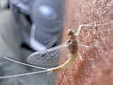 Callibaetis pallidus - photo 5
