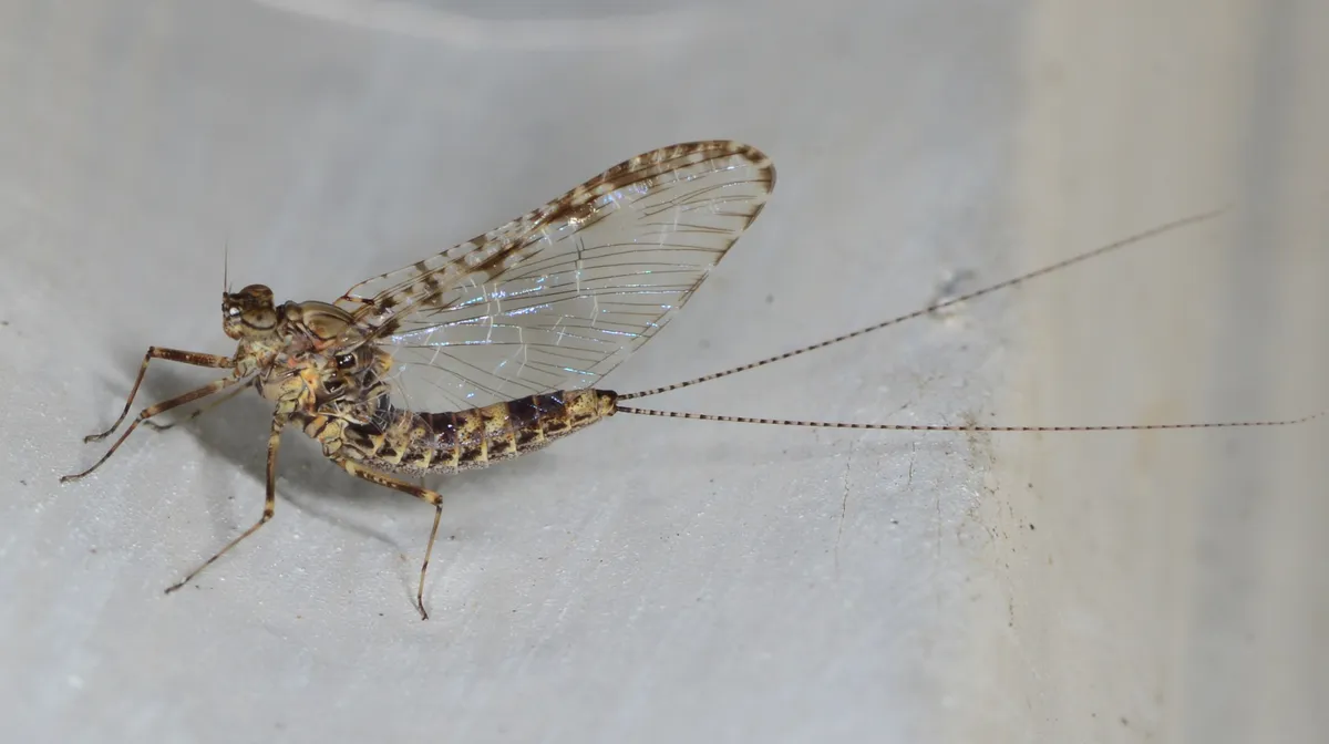 Callibaetis pictus
