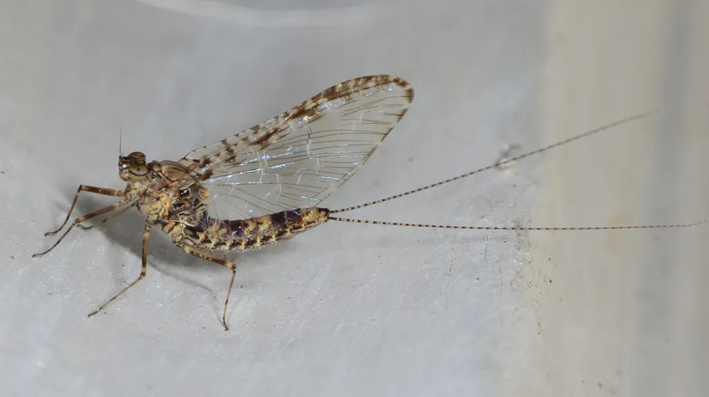 Callibaetis pictus - photo 2
