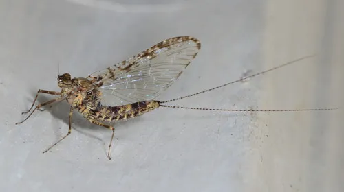 Callibaetis pictus - photo 3