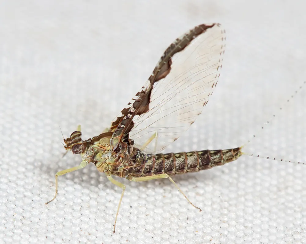 Callibaetis pretiosus - photo 2