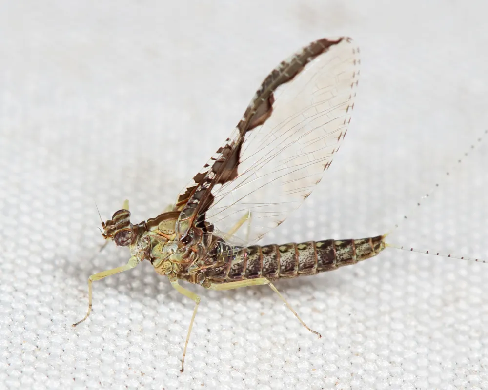 Callibaetis pretiosus - photo 3