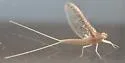 Callibaetis skokianus - photo 3