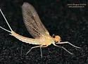 Callibaetis skokianus - photo 4