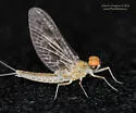 Callibaetis skokianus - photo 5