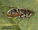 Callicera duncani