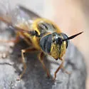 Callicera erratica