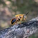 Callicera erratica - photo 2