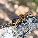 Callicera erratica - photo 3