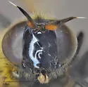 Callicera montensis - photo 4