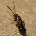 Callicerus obscurus
