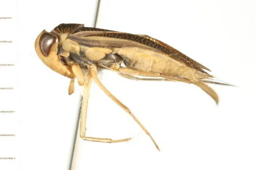Auden's Waterboatman