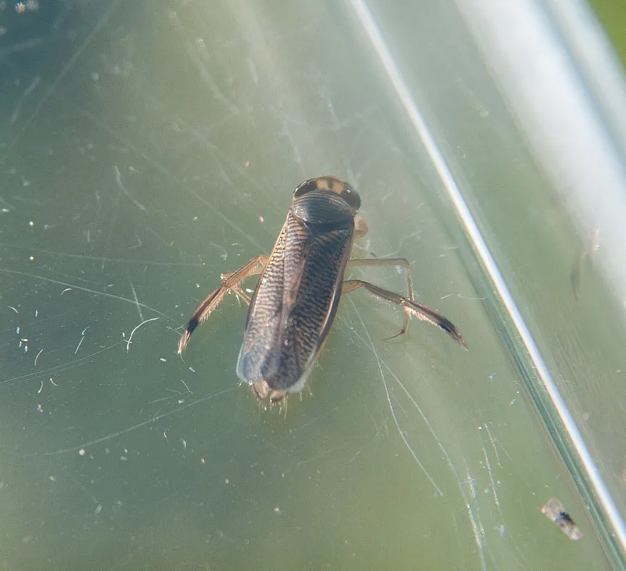 Callicorixa praeusta - photo 2
