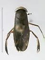 Callicorixa vulnerata