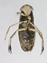 Callicorixa vulnerata - photo 2