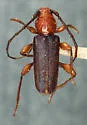 Callidiellum cupressi