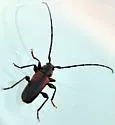 Japanese Cedar Longhorn Beetle