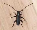 Japanese Cedar Longhorn Beetle - photo 2