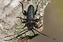 Japanese Cedar Longhorn Beetle - photo 3