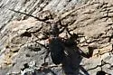 Japanese Cedar Longhorn Beetle - photo 4