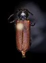Japanese Cedar Longhorn Beetle - photo 5