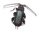 Blackhorned Pine Borer