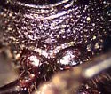 Blackhorned Pine Borer - photo 3