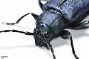 Blackhorned Pine Borer - photo 4