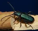 Callidium californicum
