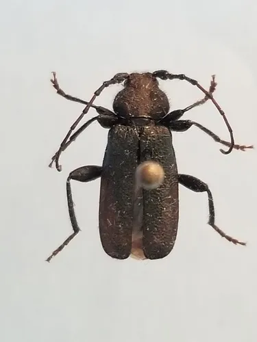 Callidium cicatricosum