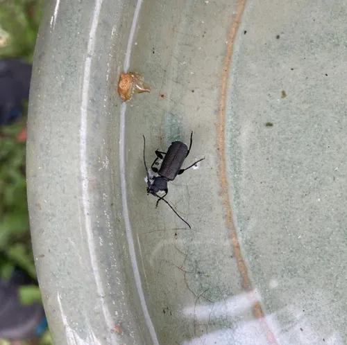 Callidium cicatricosum - photo 3