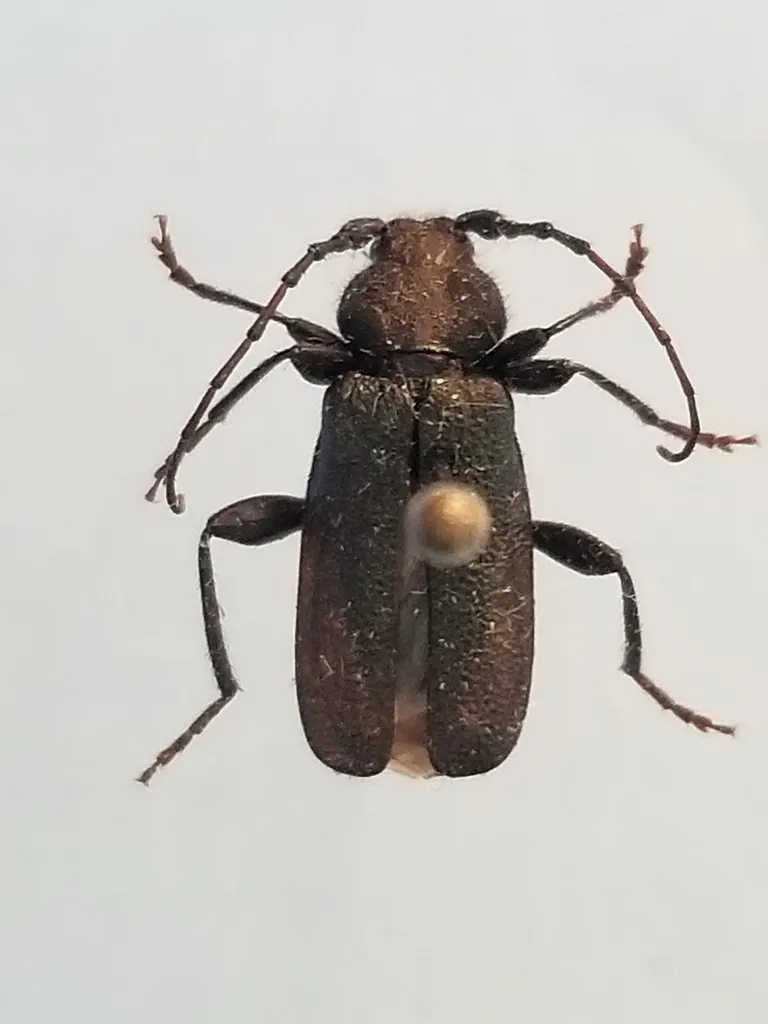 Callidium cicatricosum - photo 4