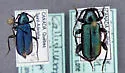 Callidium frigidum