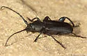 Callidium pseudotsugae