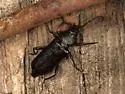 Callidium pseudotsugae - photo 2