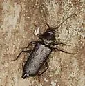 Callidium pseudotsugae - photo 3