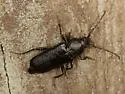 Callidium pseudotsugae - photo 4