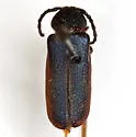 Black-horned Juniper Borer - Callidium texanum