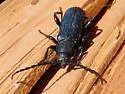 Black-horned Juniper Borer - photo 2