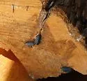 Black-horned Juniper Borer - photo 3