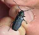Black-horned Juniper Borer - photo 4