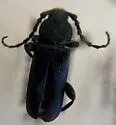 Black-horned Juniper Borer - photo 5