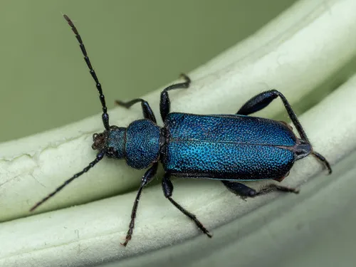 Violet Tanbark Beetle